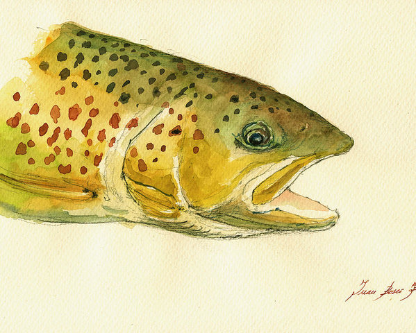 599x480 Trout Watercolor Painting Poster By Juan Bosco - Watercolor Trout