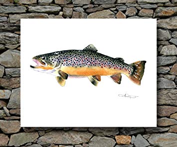 355x296 Brown Trout Watercolor Art Print Signed By Artist Dj - Watercolor Trout