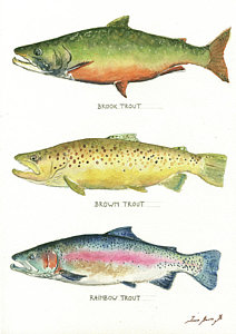 212x300 Trout Watercolor Paintings Fine Art America - Watercolor Trout