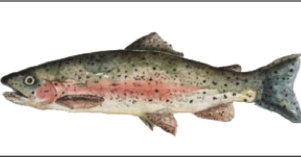 600x314 Watercolor Pen Amp Ink Trout Plan Your Own Night! - Watercolor Trout