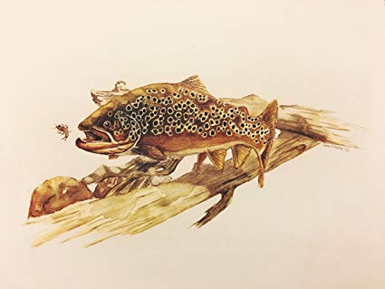 425x319 Brown Trout Watercolor Painting Print Wall For - Watercolor Trout