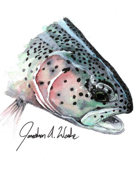 466x584 Bow Down Watercolor Of Rainbow Trout - Watercolor Trout