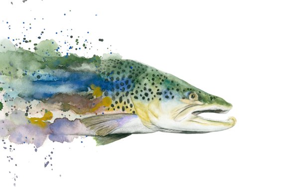 570x380 Brown Trout Watercolor Print Etsy - Watercolor Trout