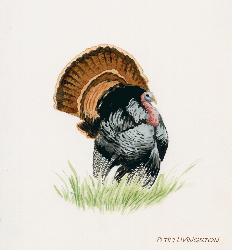 Watercolor Turkey at PaintingValley.com | Explore collection of ...