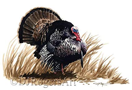 425x289 Wild Turkey Watercolor Art Print Signed By Artist Dj - Watercolor Turkey