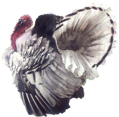 417x412 Watercolor Sketch A Turkey On A White Background Premium Clipart - Watercolor Turkey