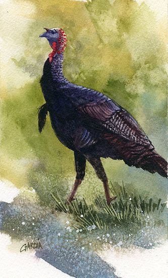 333x550 Wild Turkey By Joe Garcia Watercolor Artwatercolor - Watercolor Turkey