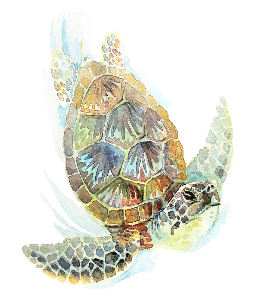 881x1024 Sea Turtle Watercolor Crossbody Canvas Saddle Handbag Purse Jt - Watercolor Turtle