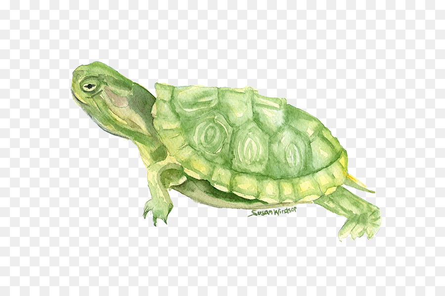 900x600 Turtle Watercolor Painting Drawing - Watercolor Turtle