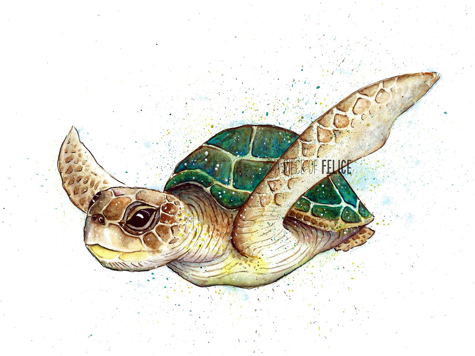 1575x1181 Turtle Watercolor Painting - Watercolor Turtle
