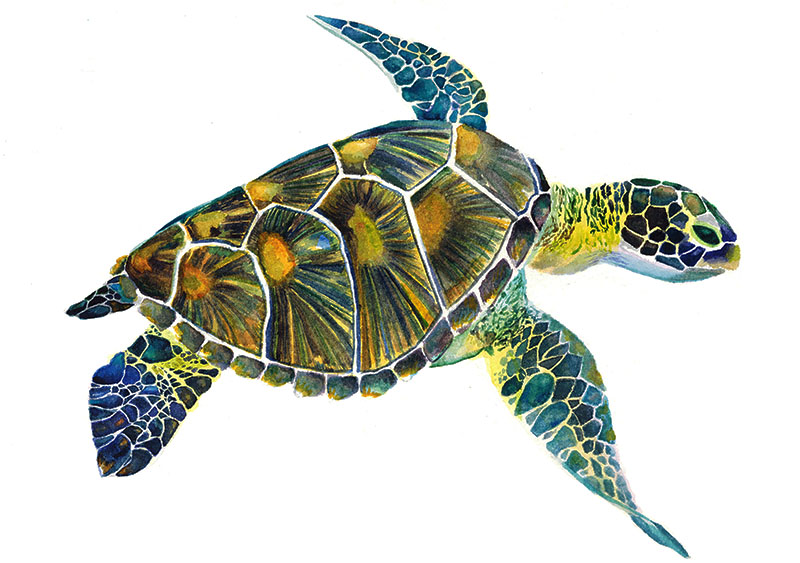 800x563 Watercolor Turtle - Watercolor Turtle