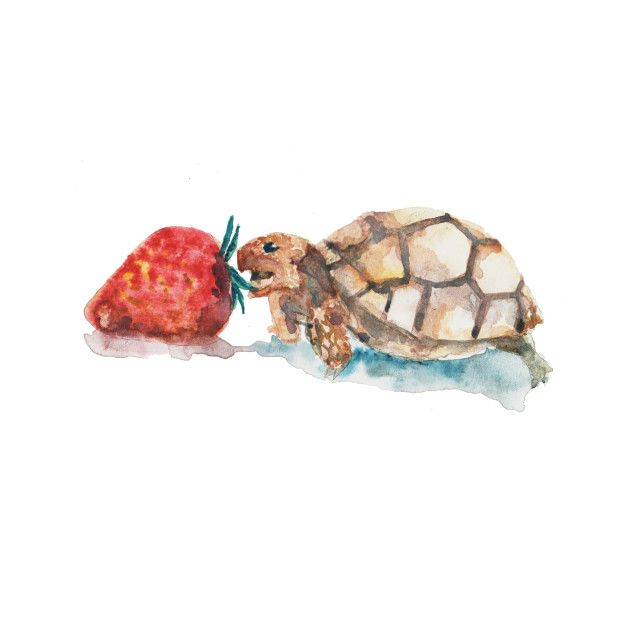 Watercolor Turtle at PaintingValley.com | Explore collection of ...