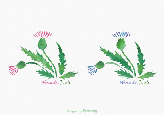 700x490 Free Thistle Watercolor Vector - Watercolor Vector Art