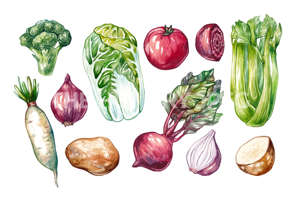 1160x772 Watercolor Vegetables. By Olga Olmix - Watercolor Vegetables