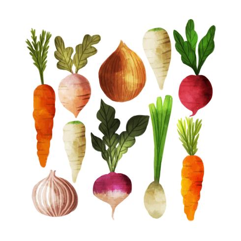 490x490 Vector Watercolor Vegetables Collection - Watercolor Vegetables