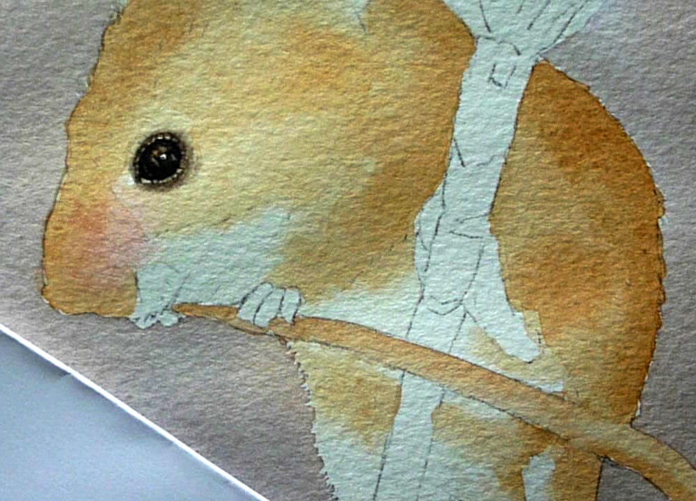 1000x720 Harvest Mouse Video Dvd, How To Use Watercolor Paint, Watercolor - Watercolor Video