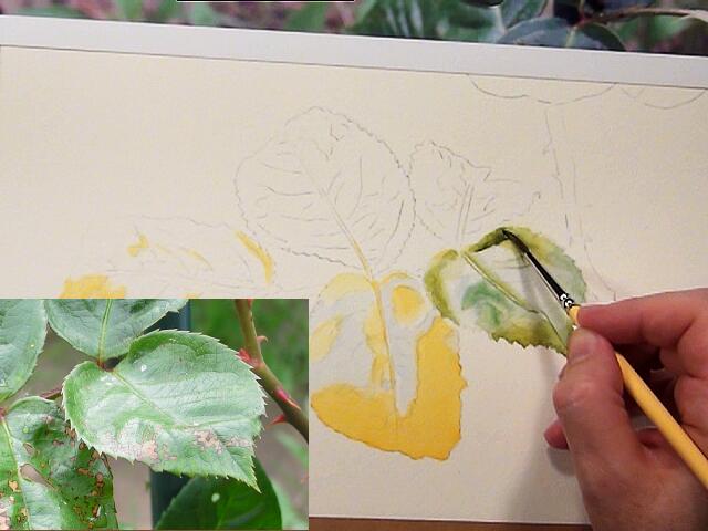 640x480 How To Paint Leaves - Watercolor Video