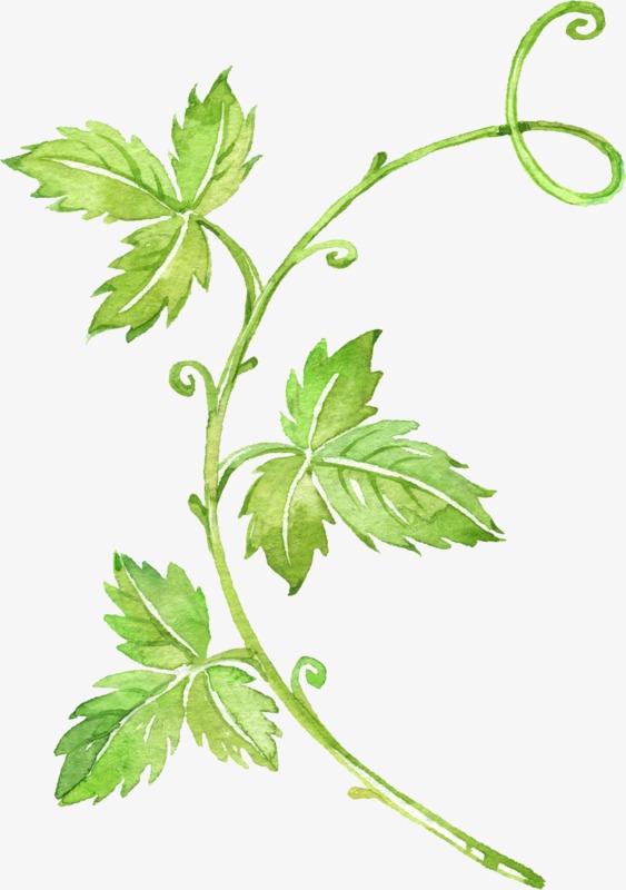 563x800 Watercolor Leaves, Watercolor Clipart, Hand Painted Png Image And - Watercolor Vines