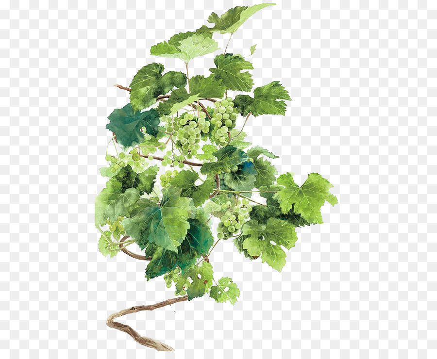 900x740 Common Grape Vine Wine Watercolor Painting - Watercolor Vines