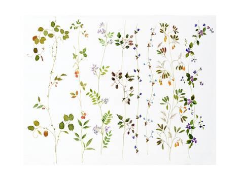 473x355 Watercolor Variety Of Leaves, Vines, Berries, And Flowers Prints - Watercolor Vines