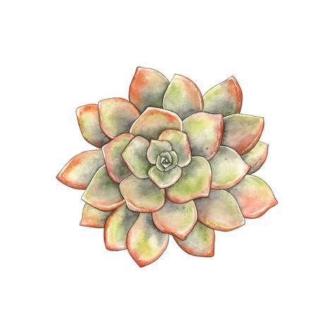 473x473 Watercolor Succulent, Vector Illustration In Vintage Style. Art By - Watercolor Vintage