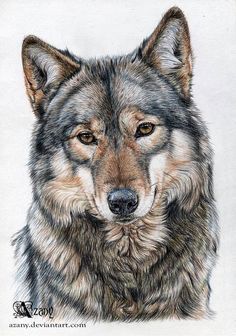 236x336 Watercolor Werewolf Wolves Werewolves - Watercolor Werewolf