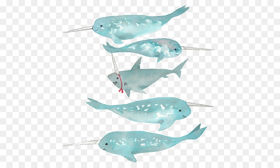 900x540 Narwhal Shark Watercolor Painting Drawing Whale - Watercolor Whale Shark