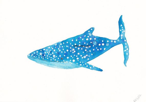 570x398 Whale Shark Print Art Painting Blue Whale Shark Watercolor - Watercolor Whale Shark