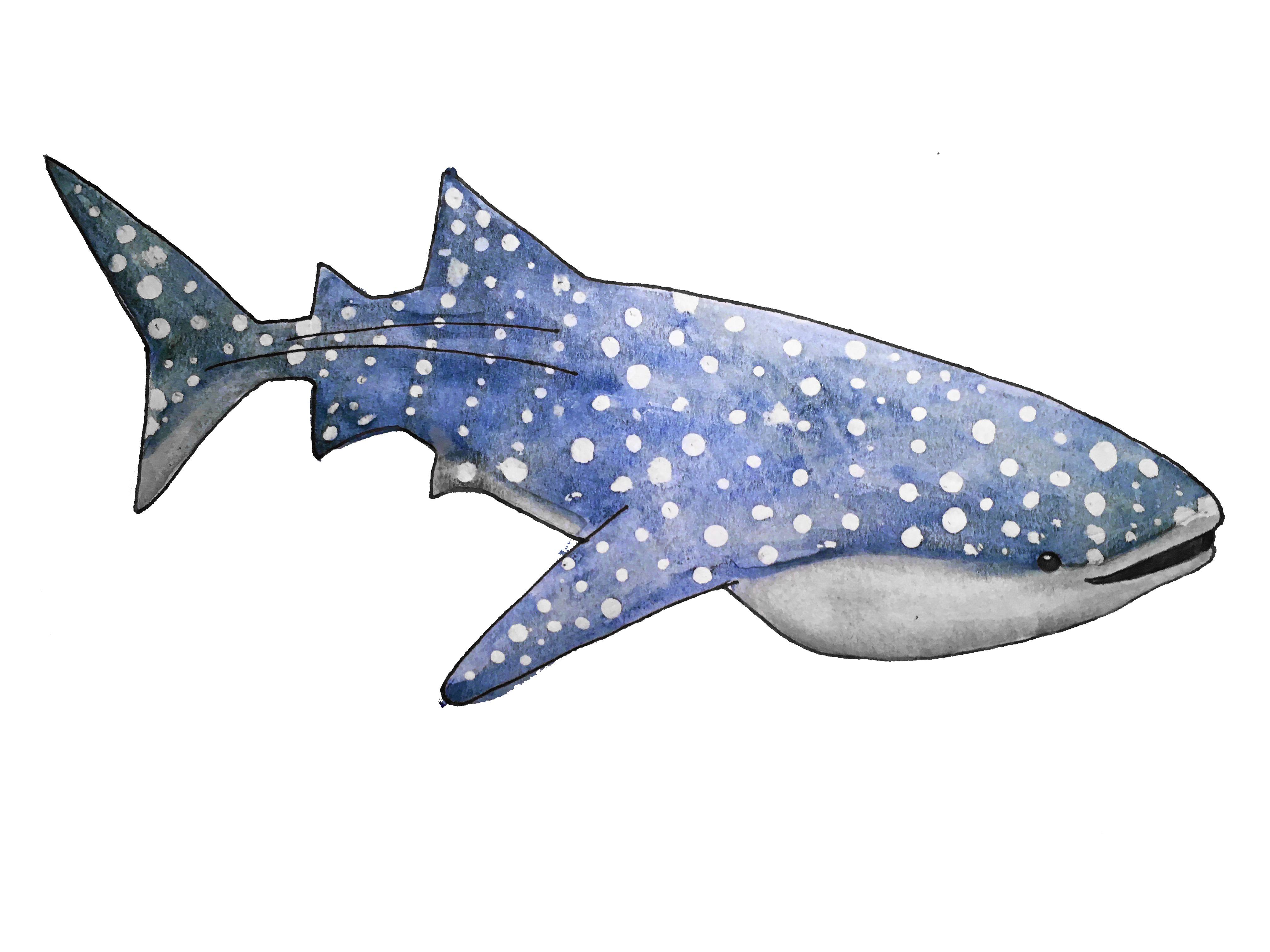 4032x3024 Whale Shark. Watercolor, Sharpie, Candle Wax. 9x12 - Watercolor Whale Shark
