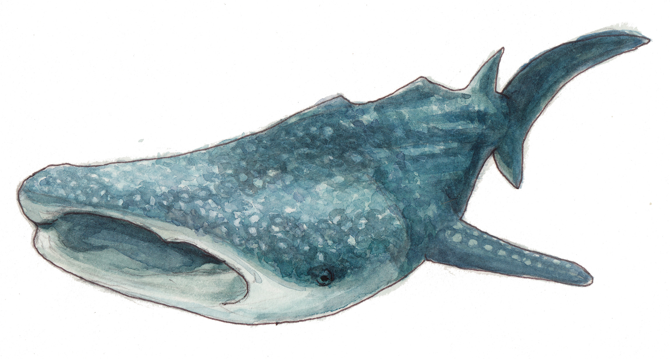 2300x1233 Whale Shark ,watercolor Painting - Watercolor Whale Shark