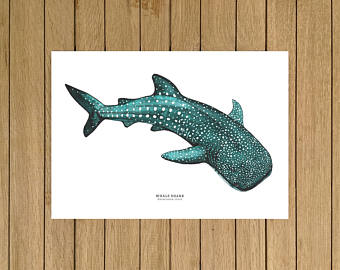 340x270 Whale Shark Etsy - Watercolor Whale Shark