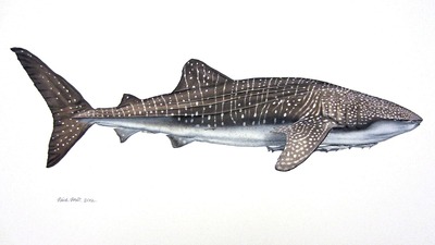 400x225 Whale Shark And Remoras Watercolor By Flick Ford Trampt Library - Watercolor Whale Shark