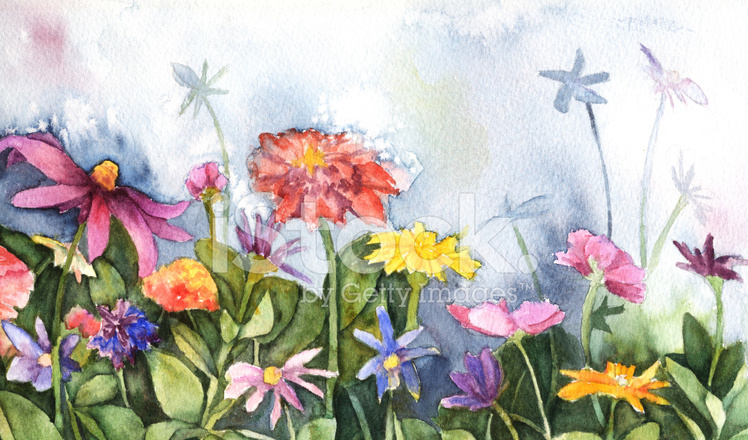 748x440 Watercolor Wildflowers Stock Vector - Watercolor Wildflowers
