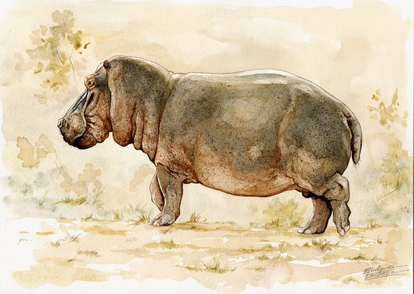 600x427 Hippo Watercolor Gallery African Wildlife Watercolor Art - Watercolor Wildlife