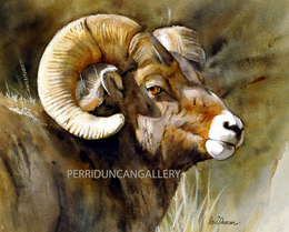 260x209 Watercolor Paintings, Perriduncangallery Horses And Wildlife - Watercolor Wildlife