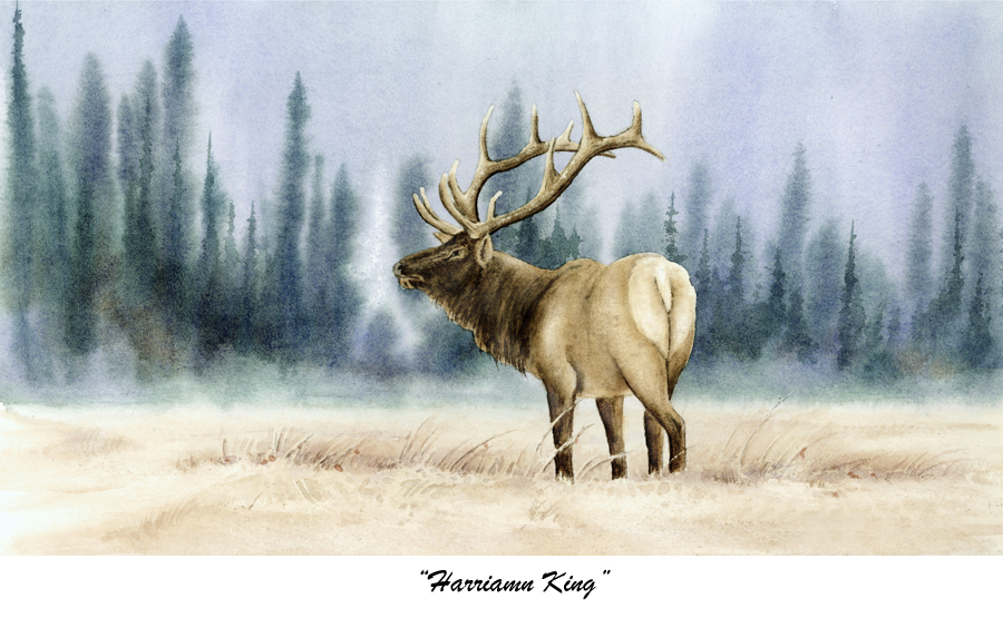 900x555 Wildlife Watercolors - Watercolor Wildlife