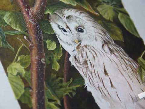 480x360 Wildlife Art - Watercolor Wildlife