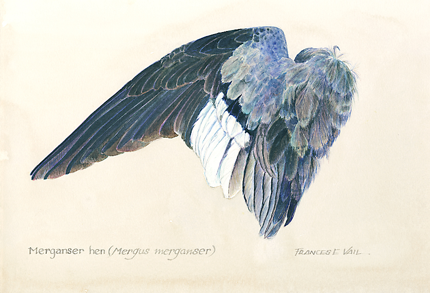 846x576 Fran Vail Fine Art Watercolor Wings Of Midwest Game Birds - Watercolor Wings