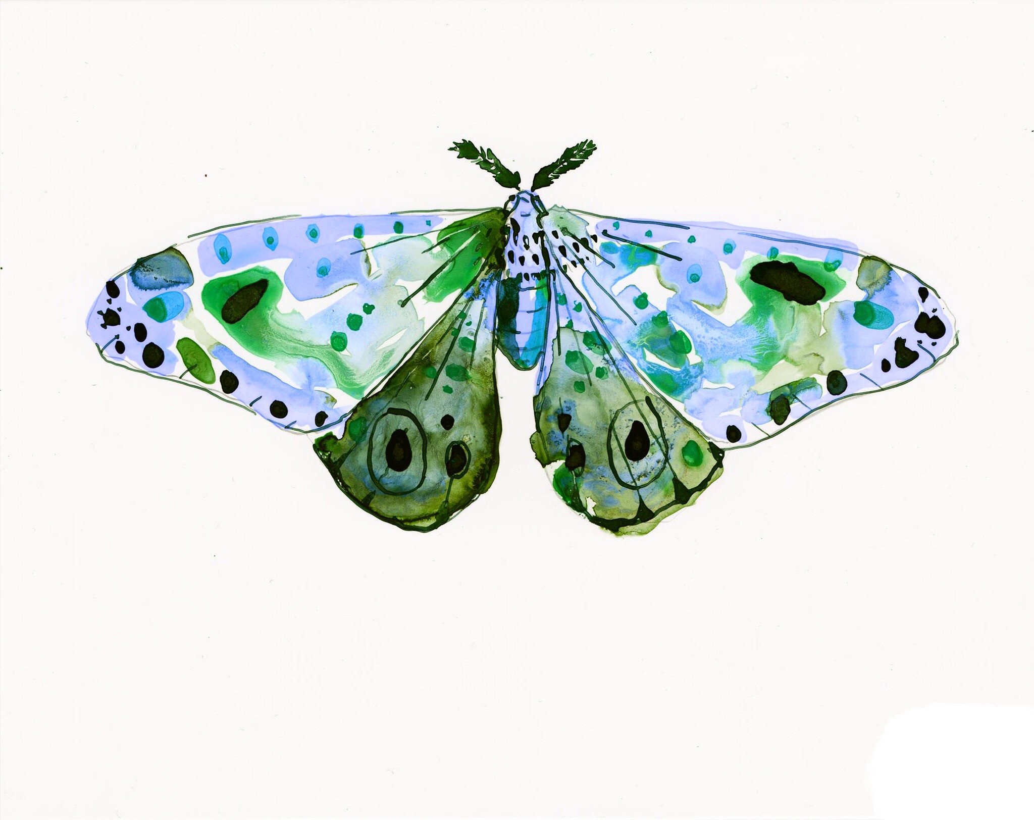 2048x1624 Sea Dawn Moth - Watercolor Wings