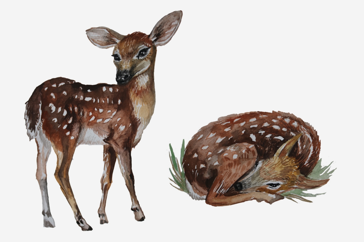 1160x772 Watercolor Woodland Animals By Dream In Watercolor - Watercolor Woodland Animals