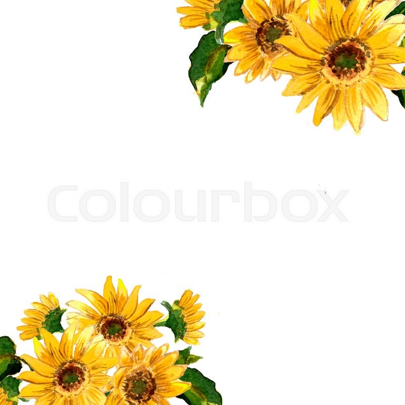 800x800 The Pattern Of Blooming Yellow Flowers Sunflower Painted In - Watercolor Yellow Flowers