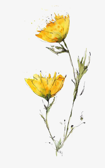 356x567 Watercolor Flowers, Watercolor Clipart, Yellow, Flower Png Image - Watercolor Yellow Flowers