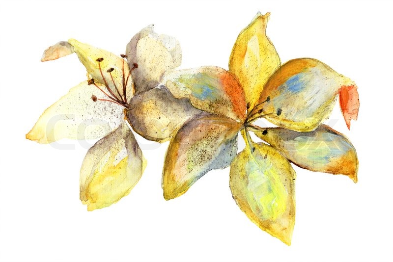 800x534 Yellow Lily Flowers, Watercolor Illustration Stock Photo Colourbox - Watercolor Yellow Flowers