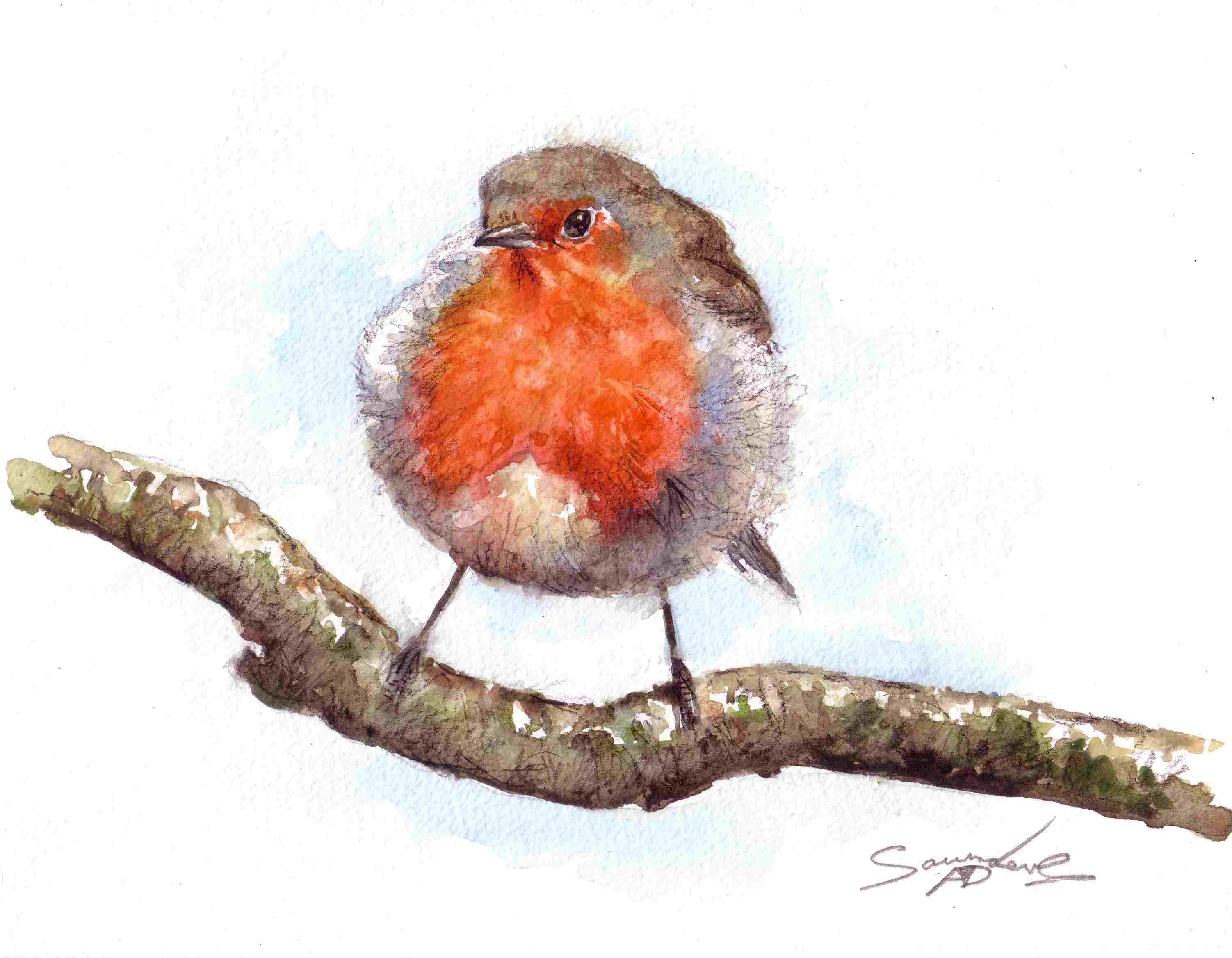 3004x2336 Robin Bird Time Lapse Watercolour Painting. - Watercolour Robin