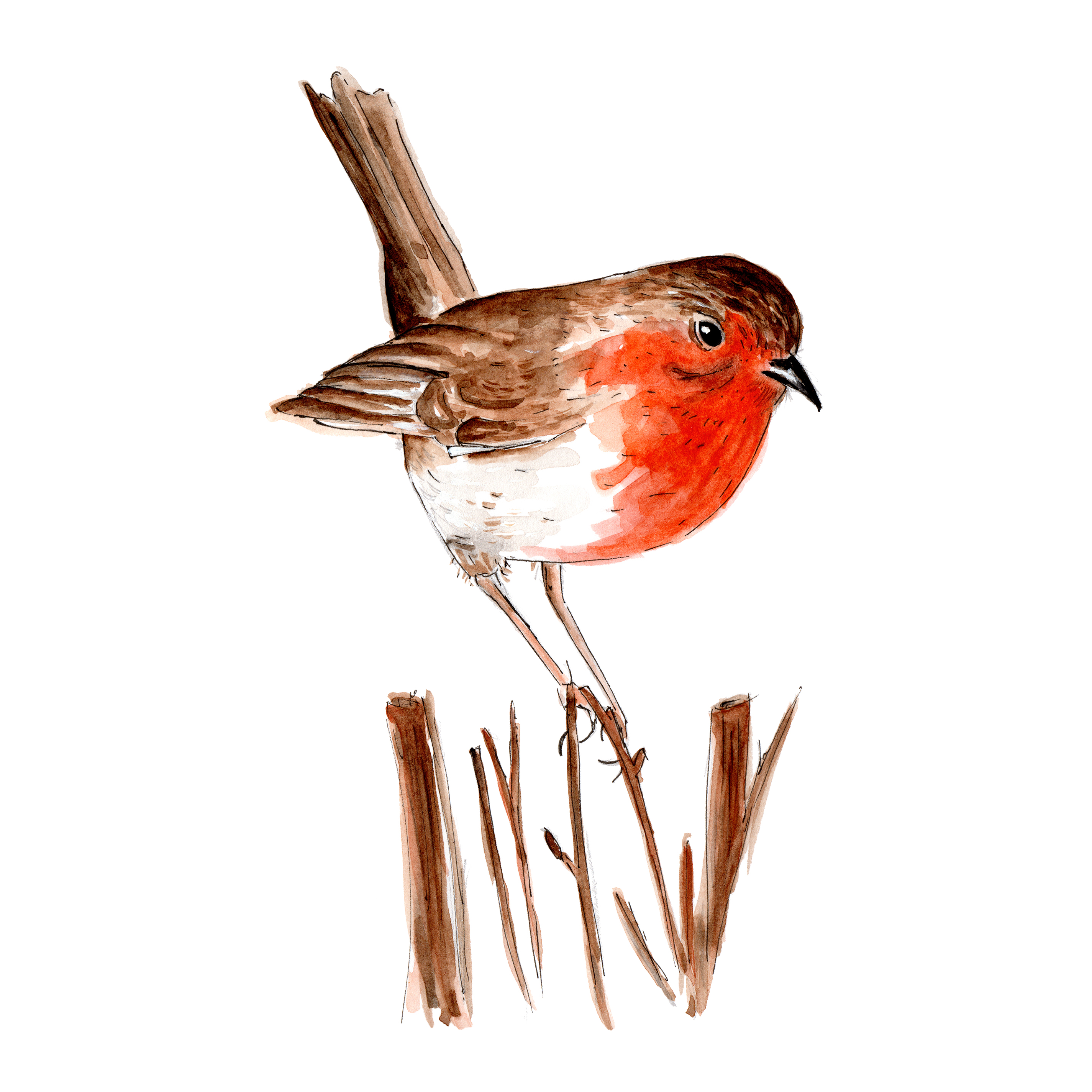 2850x2850 Robin Watercolour Art Print Look Lane - Watercolour Robin