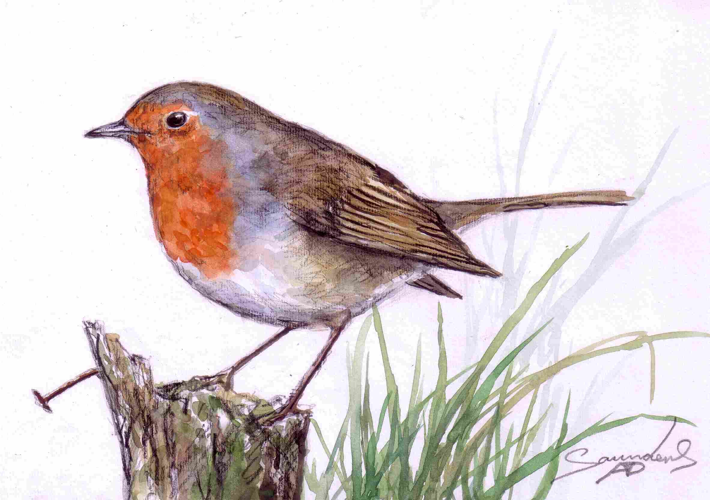 2364x1664 Time Lapse Robin Bird Watercolour Painting - Watercolour Robin