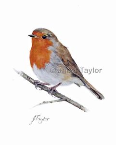 241x300 Robin Fine Art Print Of A Watercolour Painting By Jan Taylor - Watercolour Robin