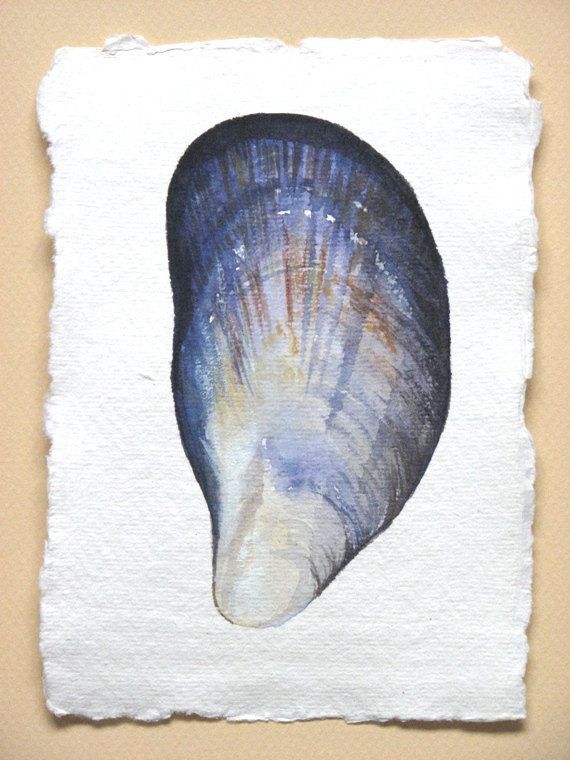 570x760 Mussel Shell Original Watercolour Study Illustration Art Painting - Watercolour Shell Paintings
