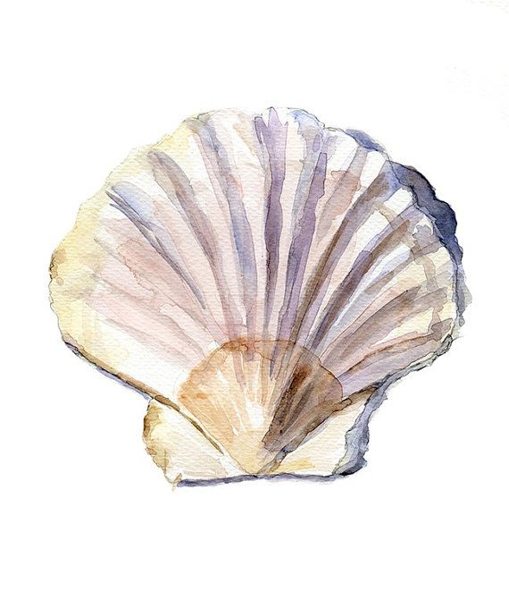 570x680 Original Shell Watercolor Painting. Zen Drawing Sea Aquarelle - Watercolour Shell Paintings