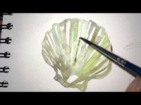 480x360 Seashells - Watercolour Shell Paintings